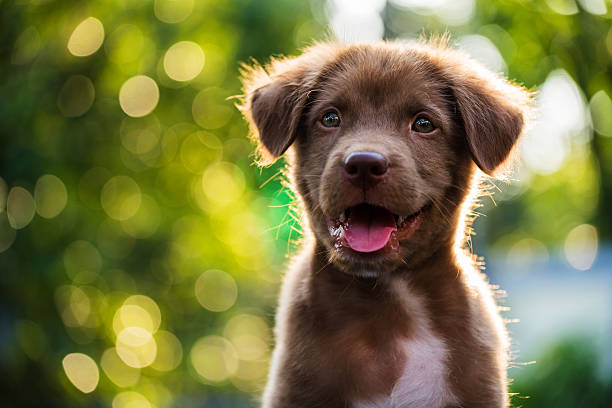 pet accident removal